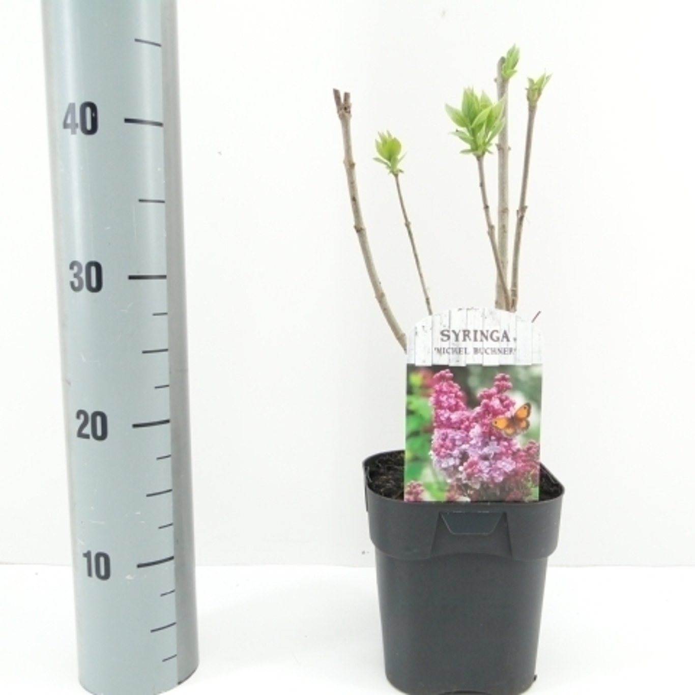 Syren (V); – Syringa vulgaris 'Michel Buchner' - C2